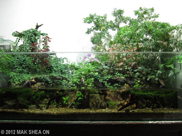 Mak Shea On (Hong Kong)